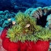 anemonefish_pink_jr_v_0705_png0413.jpg